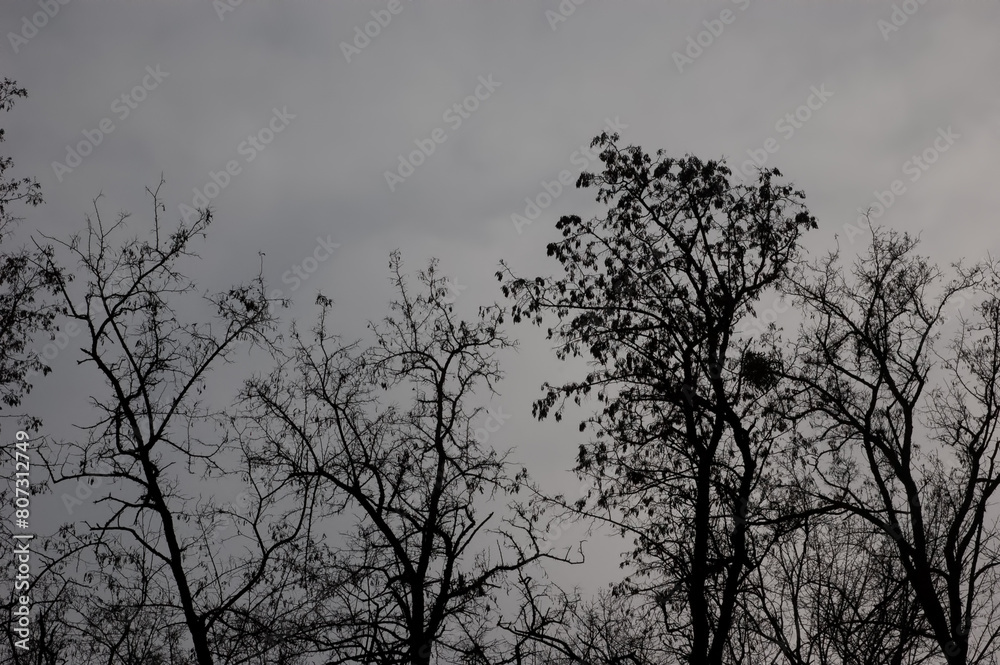 gloomy background: bare tree branches against a cloudy gray sky gloomy background: bare tree branches against a cloudy gray sky