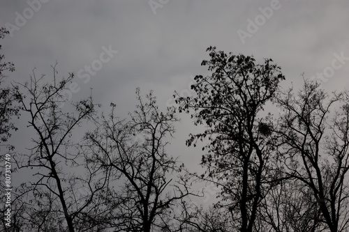 gloomy background  bare tree branches against a cloudy gray sky