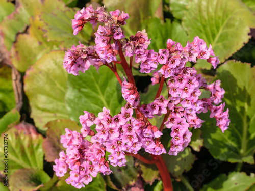 Pink Blossoming Frankincense Flower, Bergenia Crassifolia Closeup photo