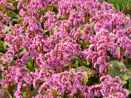 Pink Blossoming Frankincense Flower, Bergenia Crassifolia Closeup photo