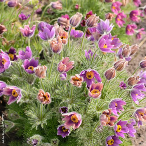 Violet flowers ,pulsatilla, this is one of the earliest spring flowers, top view.