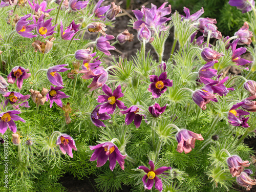 Violet flowers ,pulsatilla, this is one of the earliest spring flowers, top view