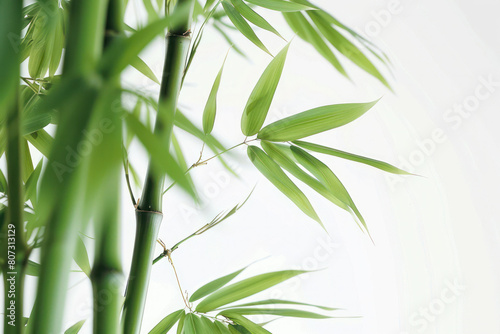 Detailed view of a bamboo plant against a white backdrop