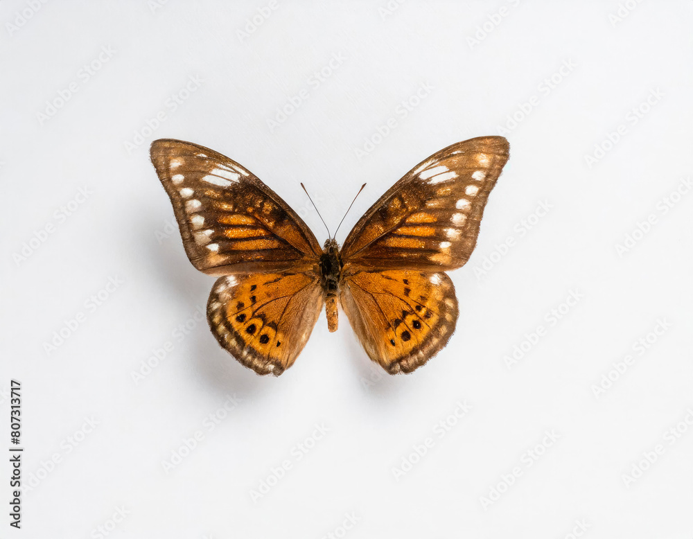 Obraz premium butterfly on a white background