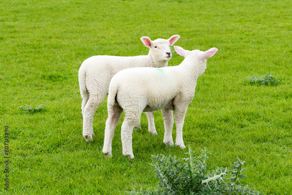 Sheep with young sheep on the pasture in Northern Germany Sheep with young sheep on the pasture in Northern Germany