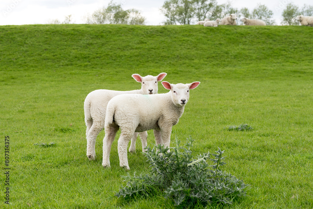 Obraz premium Sheep with young sheep on the pasture in Northern Germany
