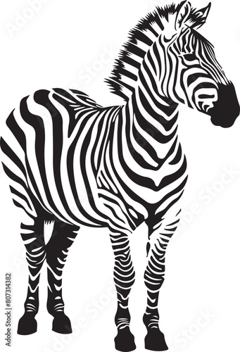 zebra animal vector illustration