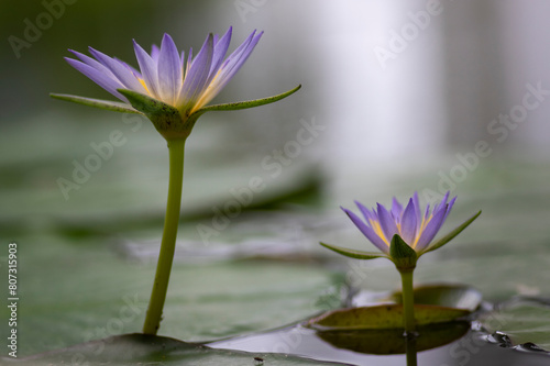 Nymphaea caerulea savigny water lily plant in bloom  beautiful flowering lotus flowers in garden pond