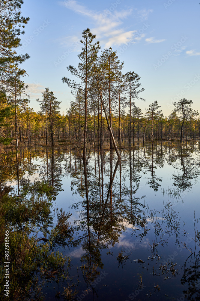 reflection of trees in water reflection of trees in water