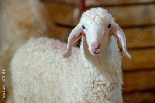 sheep farm for milk and cheese production