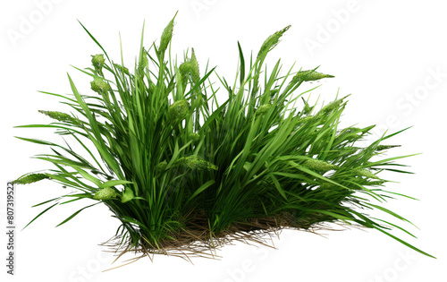 PNG Grass plant green wheatgrass.