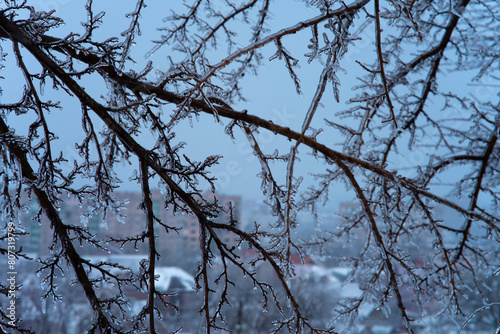 winter. tree branches are covered with a thick crust of ice. difficult weather conditions.