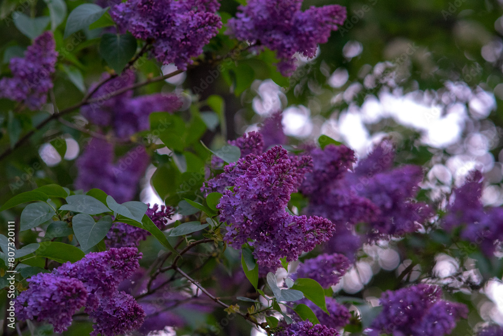 spring. branches of blooming lilac. spring. branches of blooming lilac.