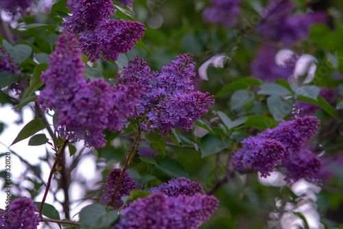 spring. branches of blooming lilac.