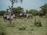  Zebras and wildebeests graze together in Masai Mara