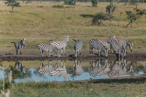 Zebras reflected at waterhole in Kenyan savannah