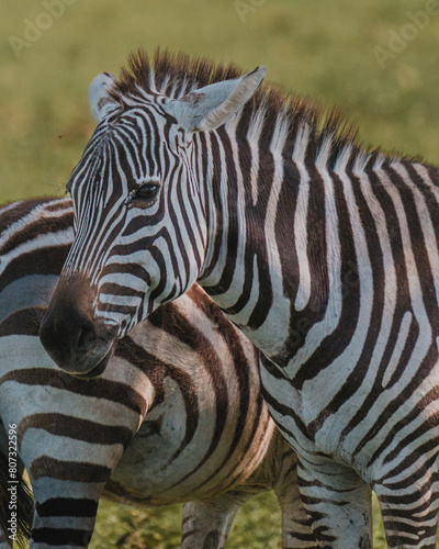 Close-up of zebra showing intricate stripes  Masai Mara