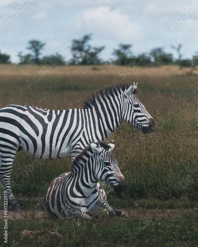 Zebras resting and standing in Ol Pejeta grassland