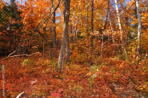 Minnesota forest in the fall