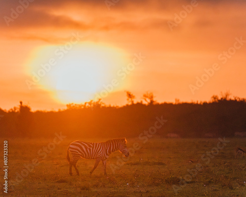 Zebras under fiery sunset sky in Masai Mara