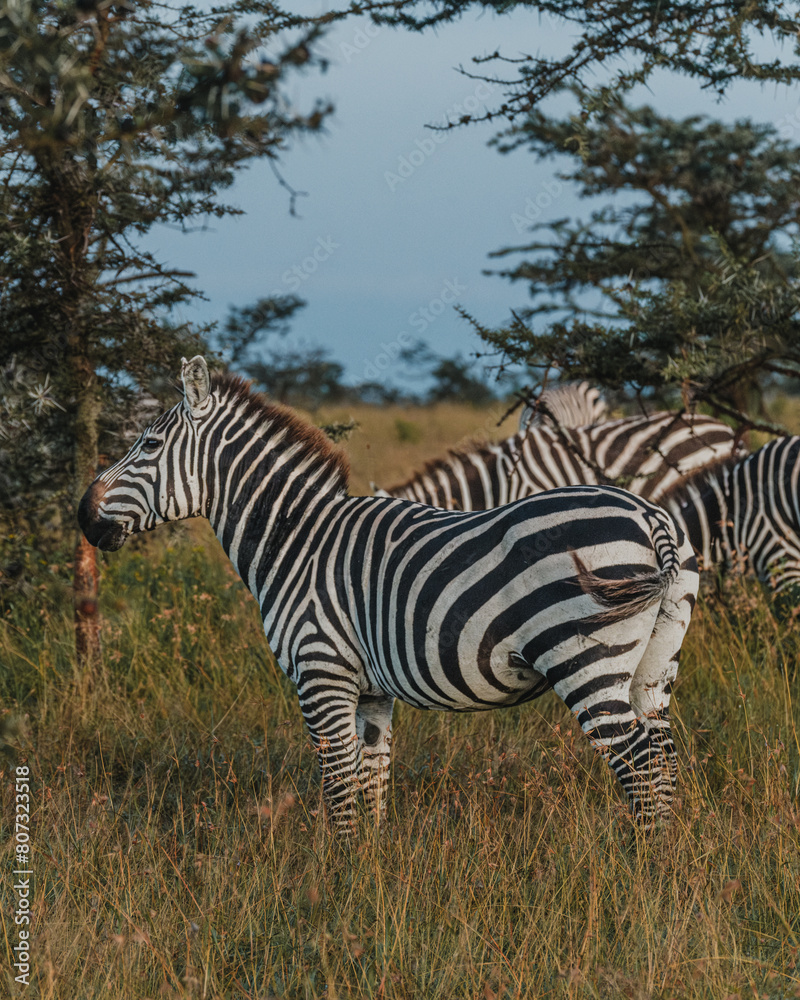 Alert zebra stands in grassy Masai Mara landscape