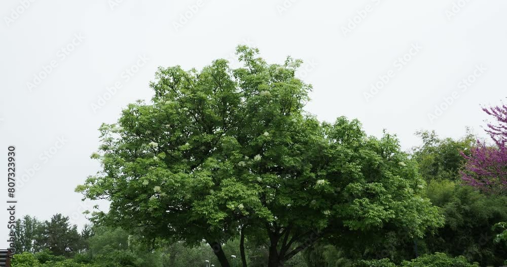 (Fraxinus ornus) South European flowering ash, ornamental tree with oval crown grown for its decorative panicles of creamy-white flowers on slender stems with green foliage quivering in the wind (Fraxinus ornus) South European flowering ash, ornamental tree with oval crown grown for its decorative panicles of creamy-white flowers on slender stems with green foliage quivering in the wind