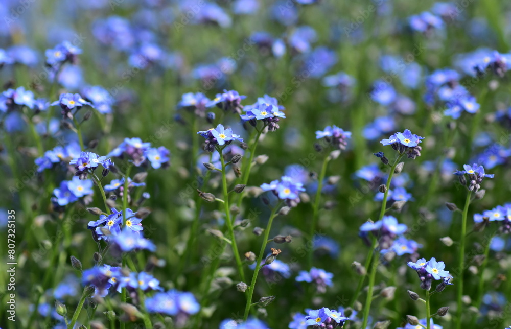 Blaue Vergissmeinnichtblüten im Frühling Blaue Vergissmeinnichtblüten im Frühling