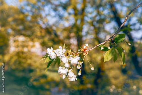 Canvas Print Oslo in early May. Cherry blooming by Akerselva River.