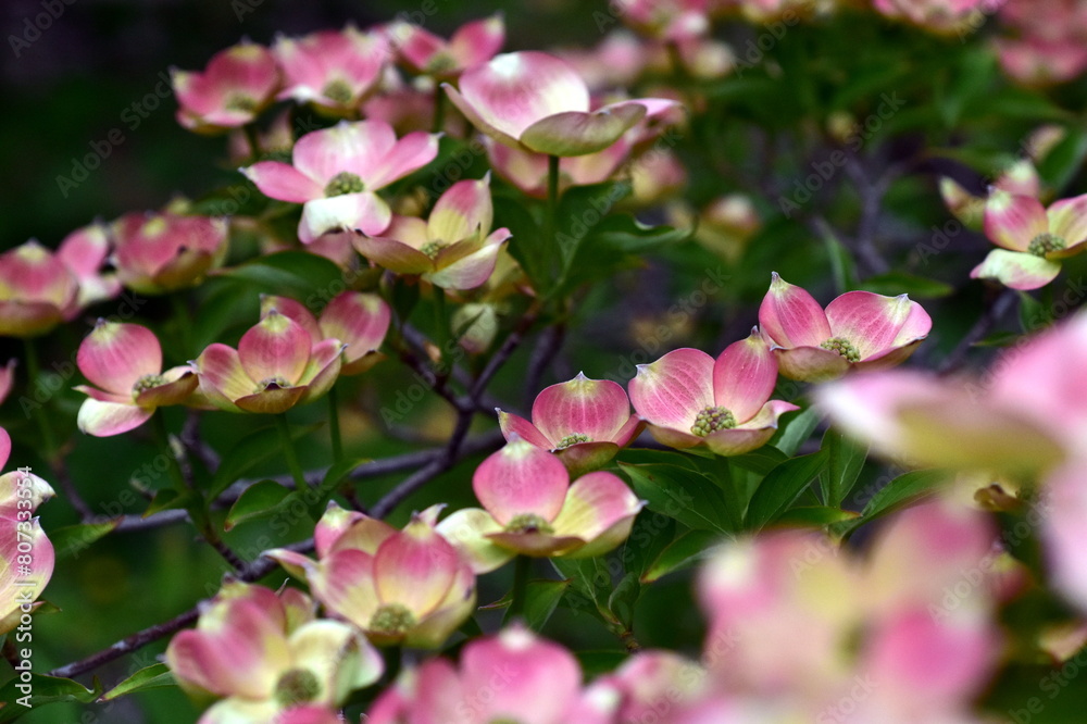 Rosa blühende Blüten-Hartriegel im Frühling Rosa blühende Blüten-Hartriegel im Frühling