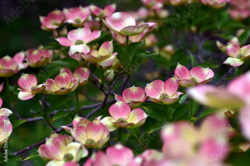 Rosa blühende Blüten-Hartriegel im Frühling