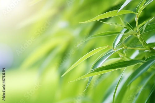 close-up Green Willow leaves on natural background