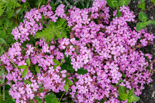 Silene acaulis, red carnation group of violet flowers Silene acaulis of blooming spring. Moss campion, cushion pink (Silene acaulis) in flower