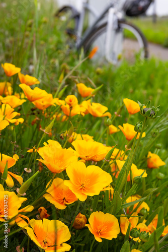 Beautiful yellow flower Eschscholzia on a green blurred background of grass  flower leaves. Blurry bike in background. Poppy blooms in a flower bed in summer