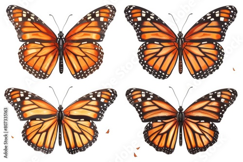 A group of four colorful butterflies. Suitable for nature and wildlife themed designs