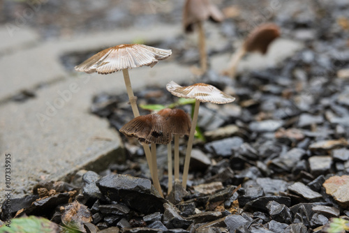 Pilze - Braunhaariger Scheibchentintling an einem regnerischen Tag