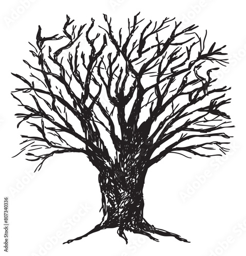 Old oak tree bare single silhouette sketch vector hand drawn illustration isolated on white
