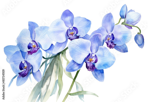 PNG Flower orchid plant blue.
