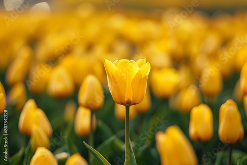A field of yellow tulips with a blurred background, showcasing the bright colors and delicate petals of the flowers