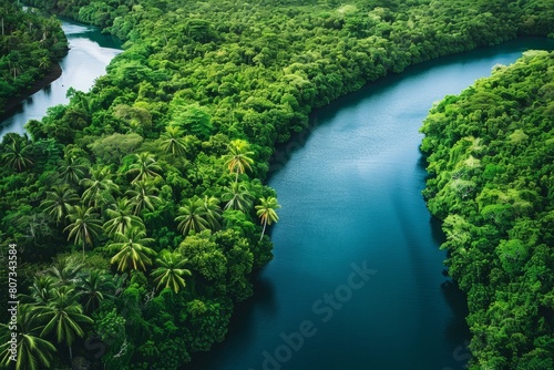 Aerial view of a river cutting through a dense rainforest with lush green trees and palm trees lining its banks