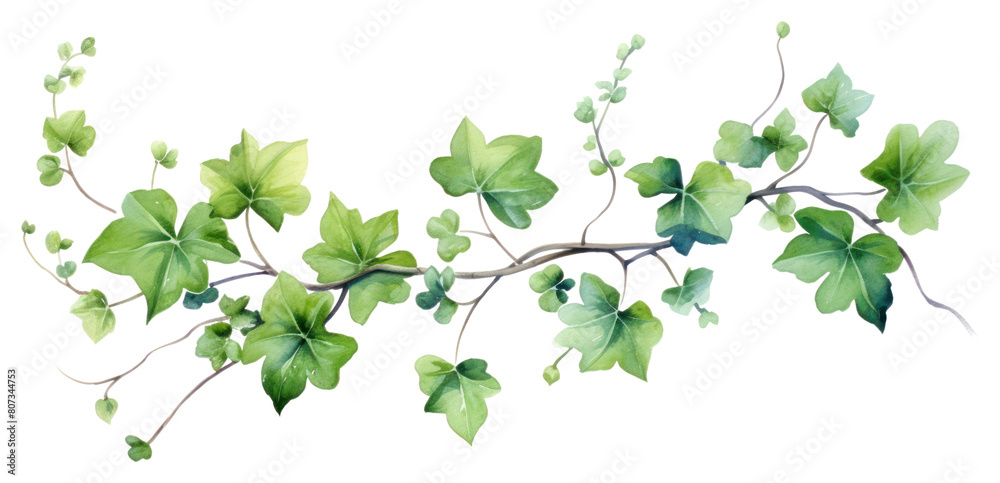 PNG Plant leaf ivy freshness. PNG Plant leaf ivy freshness.