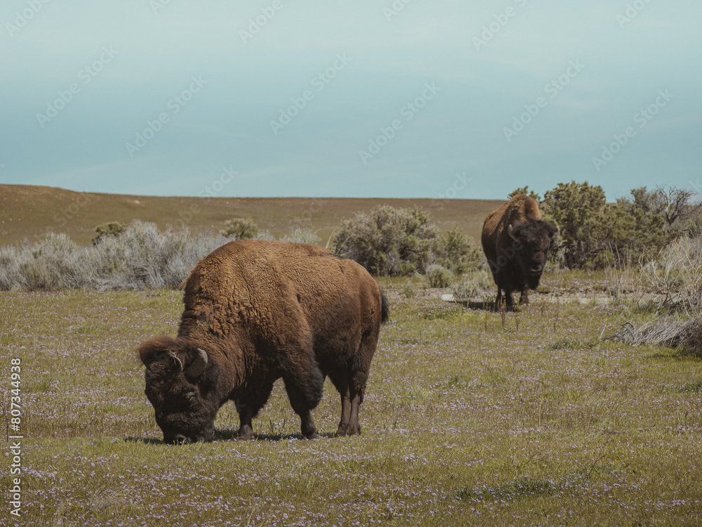 american buffalo in a field