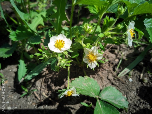 white strawberry flowers