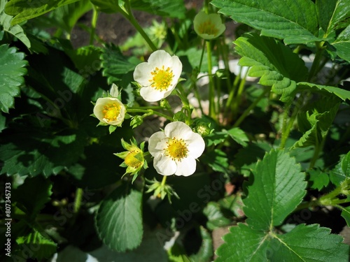 white strawberry flowers