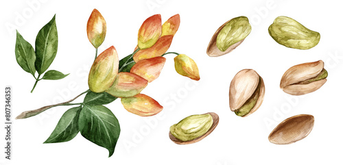 Watercolor set of shelled and peeled pistachios. Branch with nut leaves isolated on white background. Botanical illustration for packaging and design photo