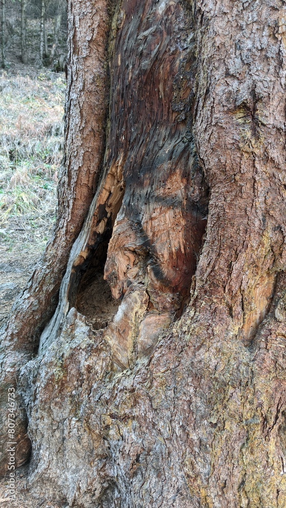 Tree Bark with Natural Hollow