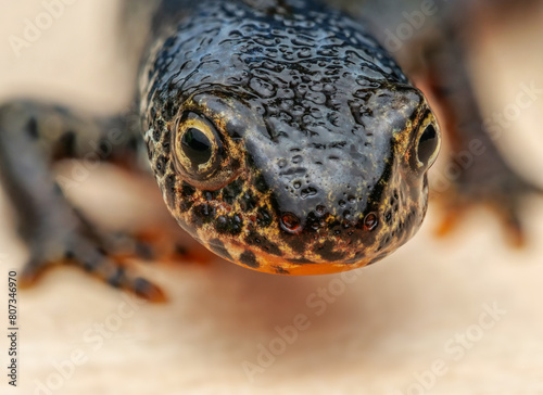 Bergmolch (Ichtiosaura alpestris Syn.Triturus alpestris) männlich photo