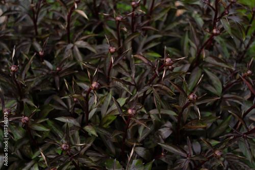 Penstemon naparstnicowaty 'Dark Towers'