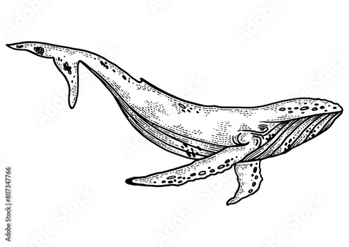 Whale sketch engraving PNG illustration. T-shirt apparel print design. Scratch board style imitation. Black and white hand drawn image.