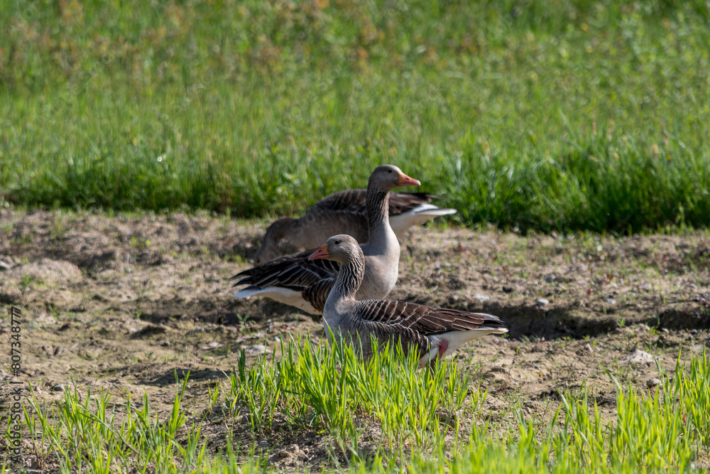 Wild geese in a newly sown field. Large Goose with white belly and rump searches for food. Wild geese in a newly sown field. Large Goose with white belly and rump searches for food.
