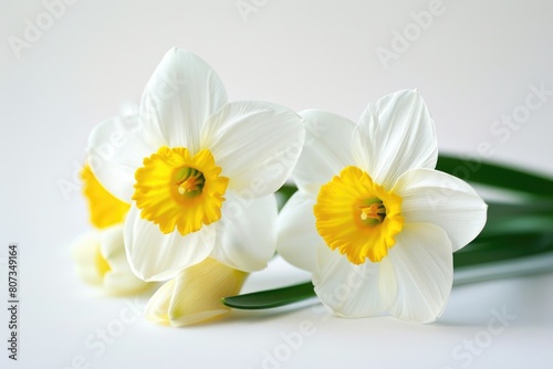 Two beautiful flowers on a clean white background. Perfect for floral designs